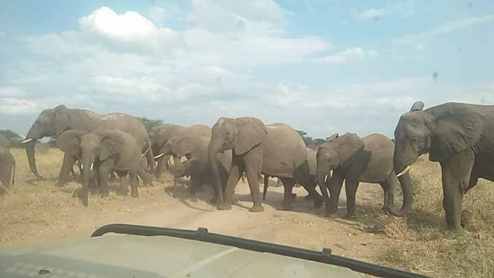 Day Trip to Tarangire National Park